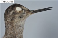 鷹斑鷸藏品圖，第7張